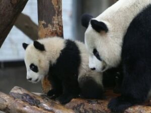 Мамаша панда с малышом фото